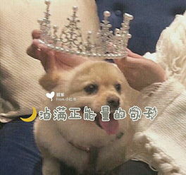 句子,能量,自拍