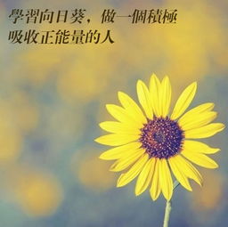 句子,能量,加油,生活