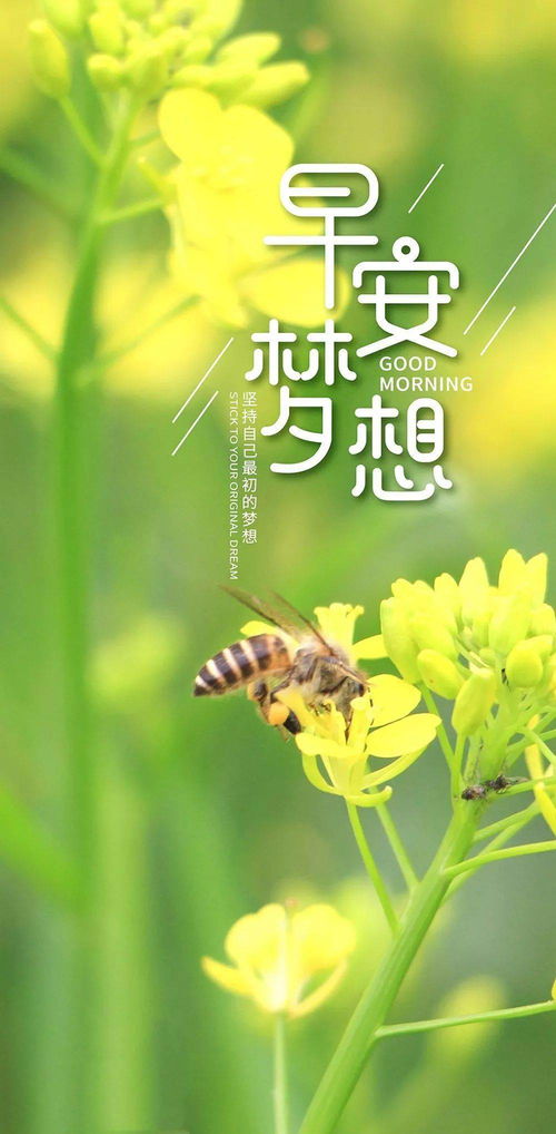 早上工作正能量的句子及圖