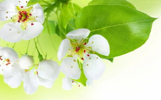 春暖花開(kāi)正能量量句子