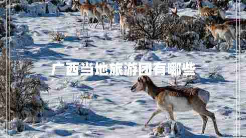 廣西當地旅游團有哪些