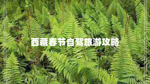 西藏春節自駕旅游攻略
