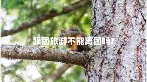 跟團旅游不能離團嗎?
