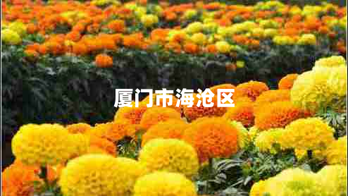 廈門(mén)市海滄區