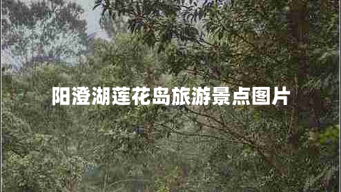 陽(yáng)澄湖蓮花島旅游景點(diǎn)圖片