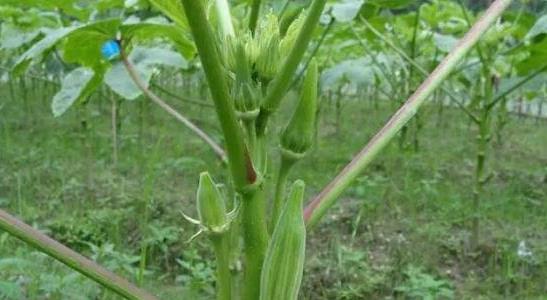 農村種植什么最賺錢(qián)