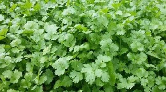 香菜種植方法和時(shí)間