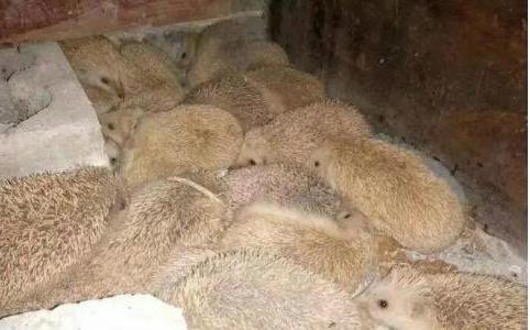 刺猬養殖成本和利潤分析