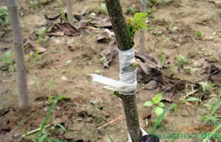 嫁接繁殖的方法有哪些