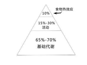哪些方法可以提高基礎代謝