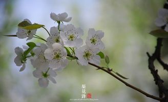 關(guān)于梨花的詩(shī)古詩(shī)句