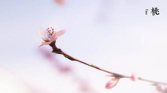 題桃樹(shù)的古詩(shī)句