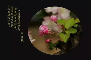 海棠,詩(shī)句
