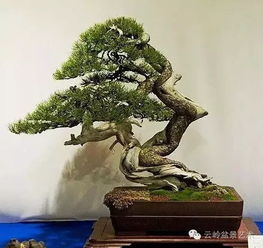 有松樹(shù)的古詩(shī)句
