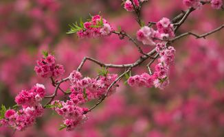 描寫(xiě)竹子桃花的詩(shī)句古詩(shī)詞