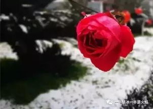 關(guān)于雪花飛舞的現(xiàn)代詩(shī)句