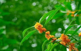 含桂花的古詩(shī)句有哪些