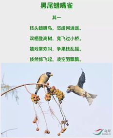 古詩(shī),詩(shī)句