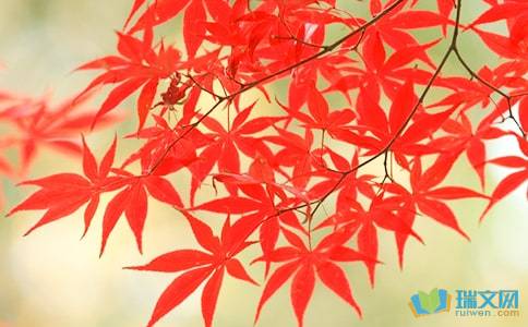 描寫(xiě)秋日楓葉的詩(shī)句古詩(shī)詞