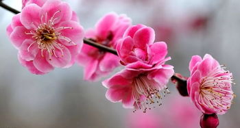 關(guān)于桃花杏花的詩(shī)句古詩(shī)