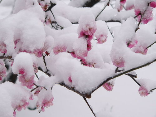關(guān)于花的詩(shī)句整首