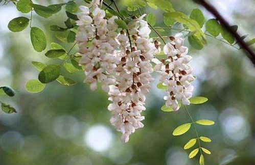 立夏關(guān)于槐花的詩(shī)句