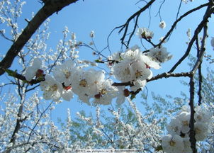 關(guān)于終于等到你的古詩(shī),形容終于完成了的古詩(shī),終于等到你的優(yōu)美古詩(shī)