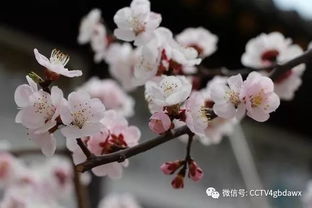 小學(xué)的杏花的詩(shī)句古詩(shī)