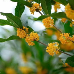 關(guān)于桂花花的詩(shī)句有哪些