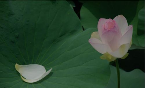 古詩(shī),詩(shī)句,大全