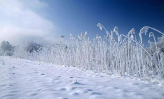 關(guān)于雪飄落的詩(shī)句句子