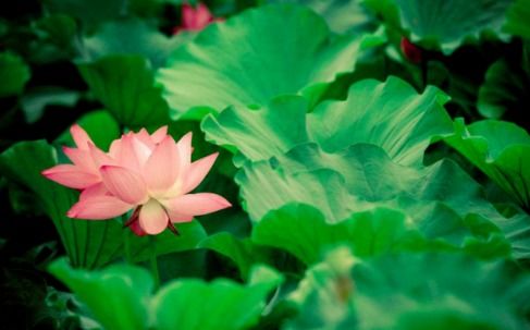 兩句,春夏秋冬,詩(shī)句