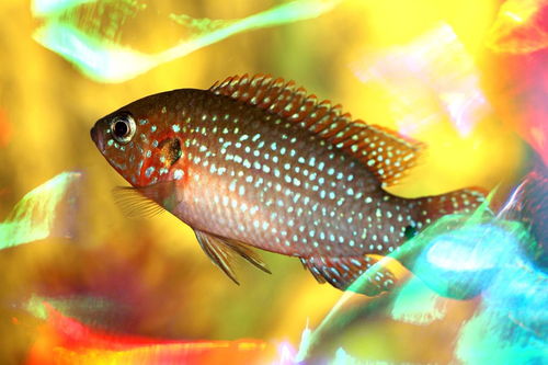 關(guān)于魚(yú)的詩(shī)句但沒(méi)有魚(yú)字