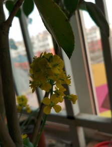 古詩白菜詩句