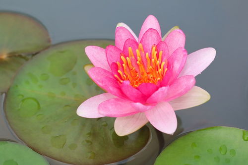 關(guān)于夏天的荷花的詩(shī)句古詩(shī)
