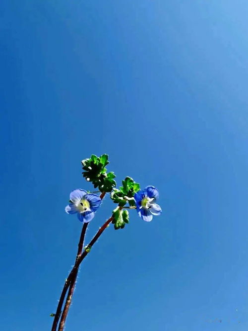 形容兩情相悅的古詩(shī)句,代表希望的古詩(shī)句,希望一切如愿的古詩(shī)句