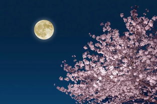 關(guān)于月亮的孤獨的詩(shī)句詩(shī)句