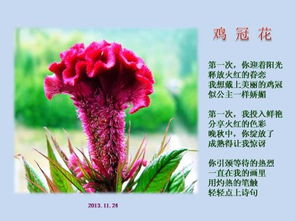 關(guān)于紅玫瑰的詩(shī)句古詩(shī)