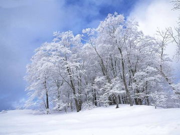 關(guān)于雪和梅的詩(shī)句古詩(shī)大全,關(guān)于寫(xiě)雪的詩(shī)句古詩(shī)大全,小學(xué)關(guān)于雪的詩(shī)句古詩(shī)大全
