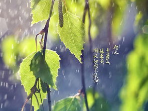 有沒(méi)有關(guān)于寫(xiě)雨的詩(shī)句