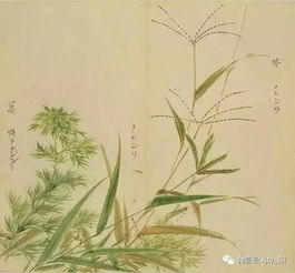 采摘,詩(shī)句,詩(shī)中