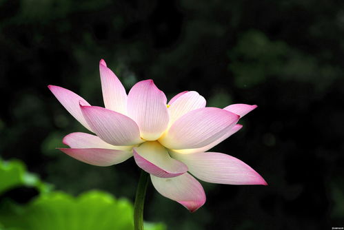 描寫(xiě)荷花的詩(shī)句古詩(shī)