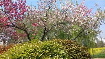 描寫(xiě)夏天的詩(shī)句古詩(shī)名句,描寫(xiě)夏天夜晚的詩(shī)句古詩(shī),描寫(xiě)夏天蟬的詩(shī)句古詩(shī)
