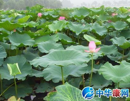 描寫(xiě)夏天荷花的詩(shī)句古詩(shī)大全,描寫(xiě)夏天荷花盛開(kāi)的詩(shī)句,描寫(xiě)夏天美麗荷花的詩(shī)句