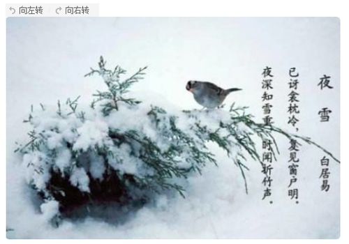 小學(xué)古詩(shī)中有關(guān)雪的詩(shī)句有哪些