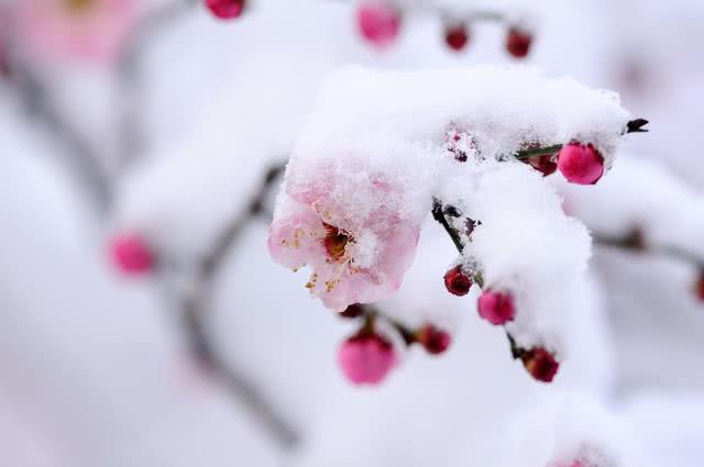 寫(xiě)雪景思鄉的詩(shī)句古詩(shī)詞