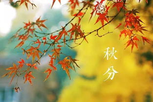 關于秋分豐收的詩句古詩