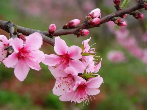 詩(shī)句,文庫,桃花