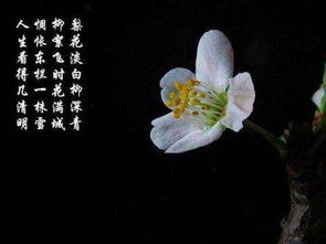 關(guān)于梨花的詩(shī)句古詩(shī)秦觀(guān)