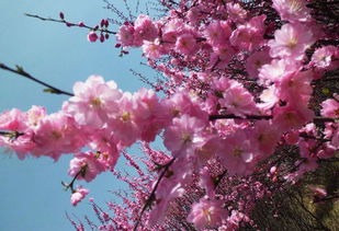 關(guān)于描寫(xiě)桃花可愛(ài)的詩(shī)句